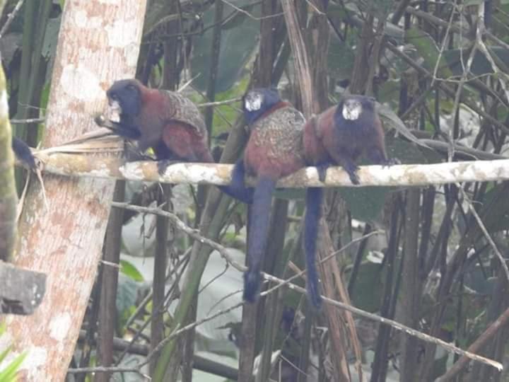 Misahualli Laguna Paikawe B&B Habitación foto